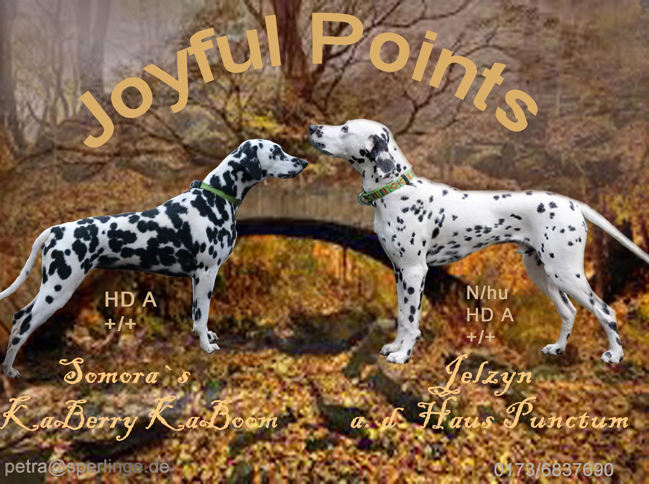 A-Wurf-Joyful-Points