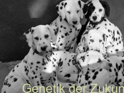 Genetik der Zukunft in der Hundezucht
