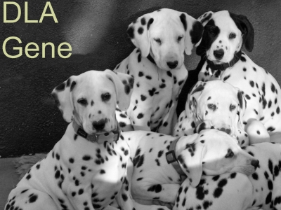 DLA (Dog – Leukocyte – Antigen) Gene beim Hund