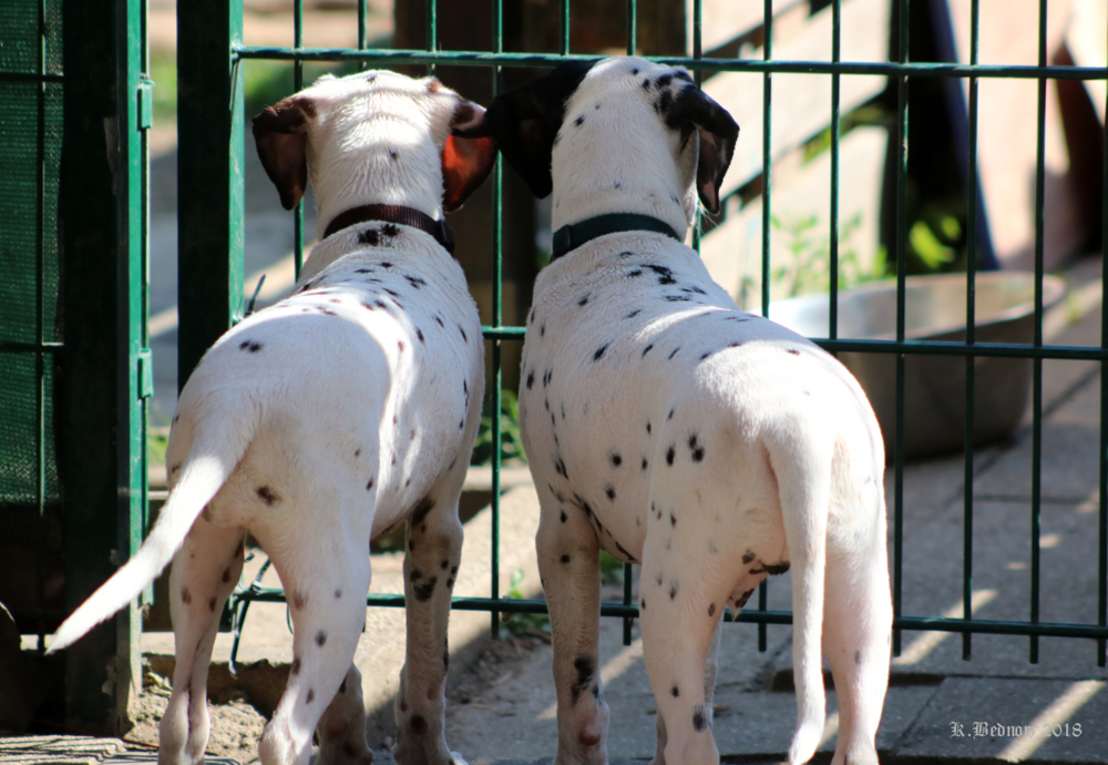 Dalmatiner Geschwisterpaar hält Ausschau