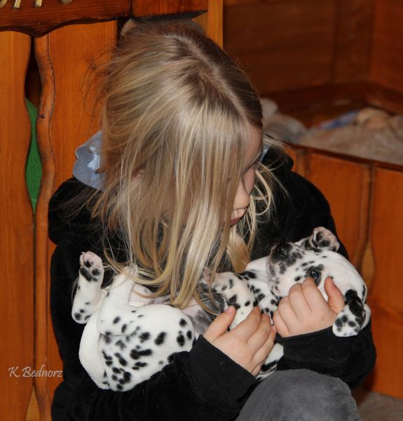 Dalmatinerwelpe auf dem Arm eines Kindes
